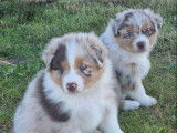 7 chiots Bergers Australiens LOF à réserver