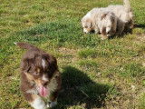 7 chiots Bergers Australiens LOF à réserver