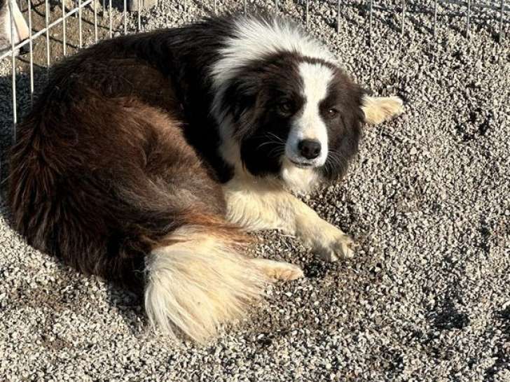 Une chienne Border Collie LOF à vendre