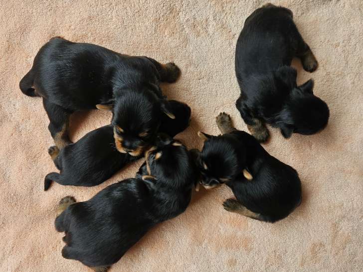 5 chiots Yorkshire Terrier à réserver