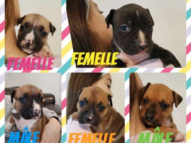 7 chiots American Staffordshire Terriers LOF à réserver