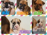 7 chiots American Staffordshire Terriers LOF à réserver