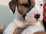 7 chiots American Staffordshire Terriers LOF à réserver