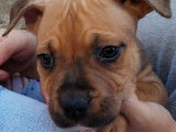 7 chiots American Staffordshire Terriers LOF à réserver