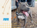 7 chiots American Staffordshire Terriers LOF à réserver