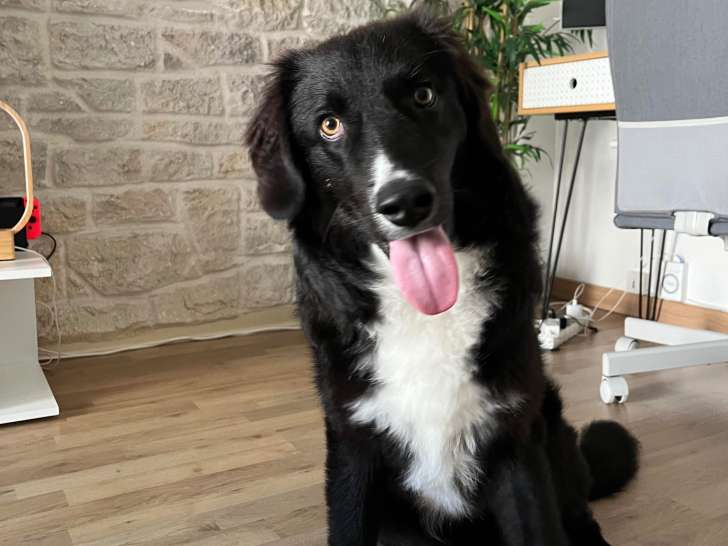 Croisé Border Collie de 10 mois à donner