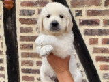 3 chiots Golden Retrievers LOF disponibles à la réservation