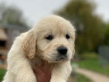 3 chiots Golden Retrievers LOF disponibles à la réservation