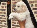 3 chiots Golden Retrievers LOF disponibles à la réservation