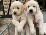 3 chiots Golden Retrievers LOF disponibles à la réservation