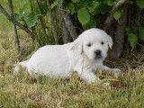 À vendre : 6 chiots Golden Retrievers LOF