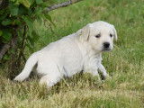 À vendre : 6 chiots Golden Retrievers LOF