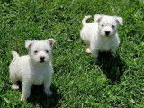 2 chiots mâles Westies LOF disponibles à la réservation
