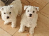 2 chiots mâles Westies LOF disponibles à la réservation