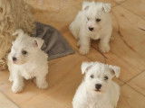 2 chiots mâles Westies LOF disponibles à la réservation