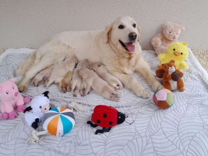 À réserver, 7 chiots Golden Retrievers LOF