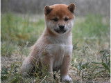 Chiot Shiba Inu LOF de hautes lignées à vendre