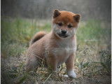 Chiot Shiba Inu LOF de hautes lignées à vendre