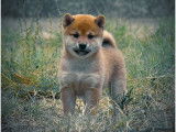 Chiot Shiba Inu LOF de hautes lignées à vendre