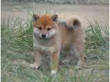Chiot Shiba Inu LOF de hautes lignées à vendre