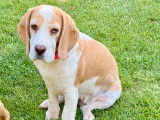 Une chienne Beagle LOF à vendre