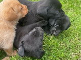 À réserver, 6 chiots Labradors LOF