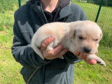 À réserver, 6 chiots Labradors LOF
