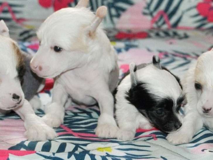 4 chiots Chiens Chinois à Crête LOF à réserver