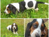 À réserver, 3 chiots Bassets Hounds mâles LOF