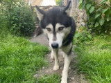 À vendre, un chien Husky de Sibérie LOF