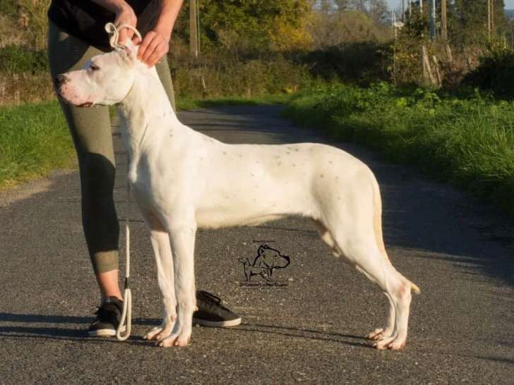 À vendre : une chienne Dogue Argentin LOF