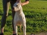 À vendre : une chienne Dogue Argentin LOF