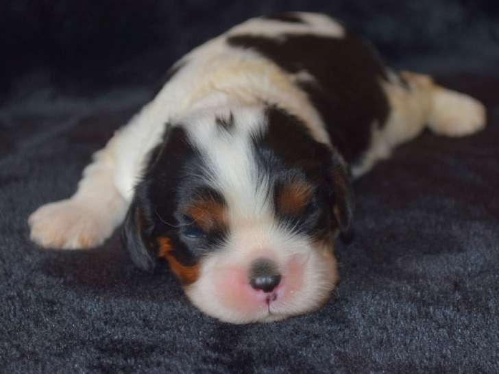 4 chiots Cavaliers King Charles LOF à réserver