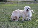 À vendre : 7 chiots Golden Retrievers LOF