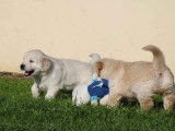 À vendre : 7 chiots Golden Retrievers LOF