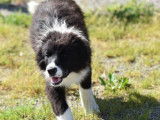À vendre : un chiot mâle Border Collie LOF