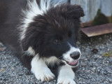 À vendre : un chiot mâle Border Collie LOF