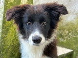À vendre : un chiot mâle Border Collie LOF