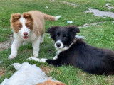 À vendre : un chiot mâle Border Collie LOF