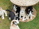 Chiots Husky LOF à vendre