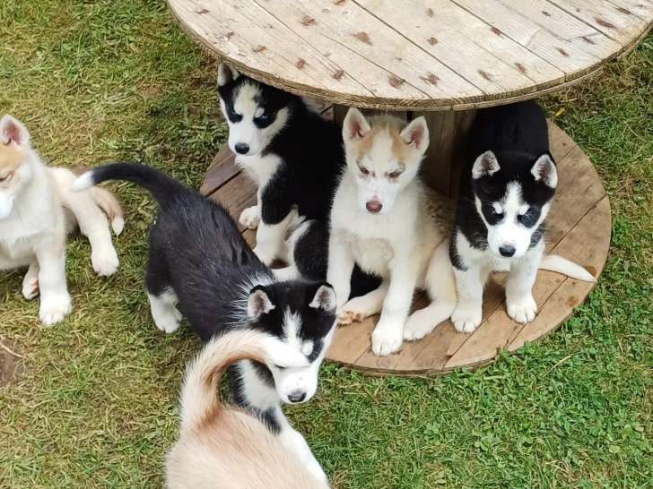 Chiots Husky LOF à vendre