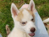 Chiots Husky LOF à vendre