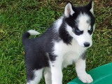 Chiots Husky LOF à vendre