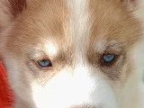 Chiots Husky LOF à vendre