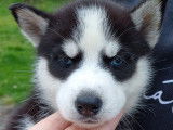 Chiots Husky LOF à vendre