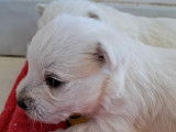 1 chiot Westie m&acirc;le LOF &agrave; r&eacute;server