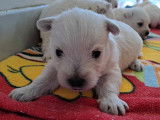 1 chiot Westie m&acirc;le LOF &agrave; r&eacute;server