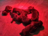 6 chiots Border Collies LOF à réserver