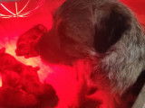 6 chiots Border Collies LOF à réserver