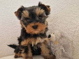 2 chiots mâles Yorkshires Terriers LOF à vendre